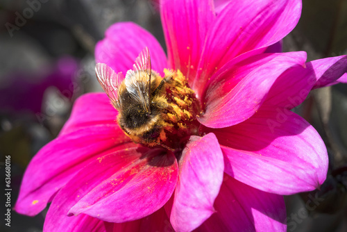 Bumble bee collecting pollen from a Dahlia Fascination flower
