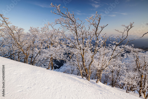 高見山から朝陽をうける樹氷 © Takayoshi Oshima