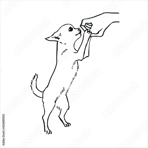 Chihuahua dog and owner's hand