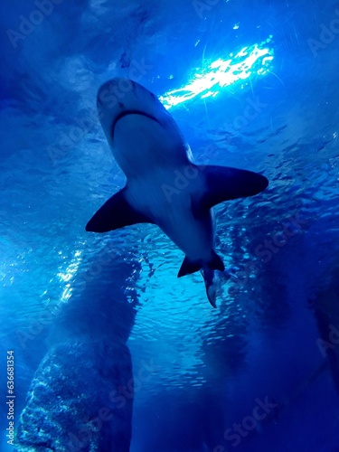 Shark at the aquarium  © Christie