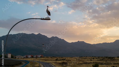 The stork watching the landscape in the lamp of the lighting poles and its life in the city