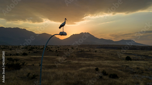 The stork watching the landscape in the lamp of the lighting poles and its life in the city