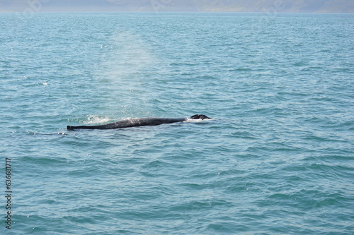 Islanda,Husavik,avvistamento balene
