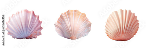 Sea shell on transparent background