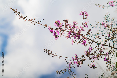 Lagerstroemia Floribunda, Also Known As Thai Crape Myrtle in white sky background.
