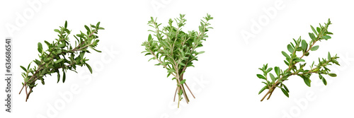 transparent background with fresh thyme branches