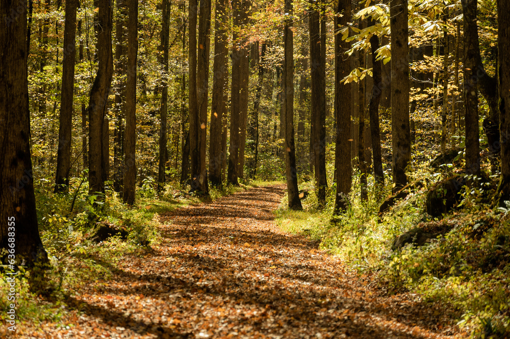 Obraz premium Wide Trail in Fall with Leaves Falling Down