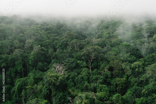 Forêt primaire de Guyane française, en terre amérindienne French Guiana's primary forest, on Amerindian soil