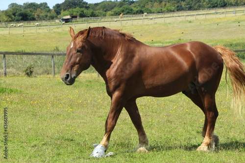 Suffolk Punch Horse, Chestnut Draft Horse © Craig