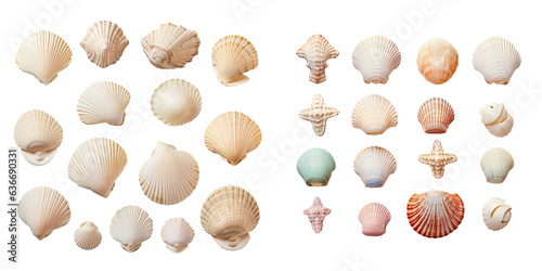 Seashells on a transparent background