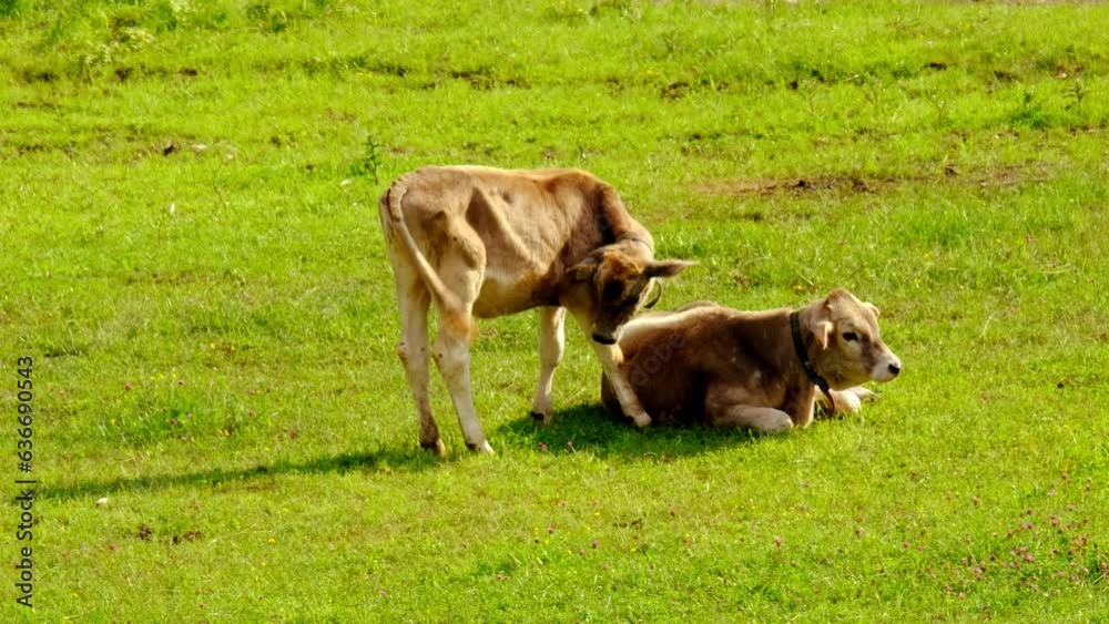 herd calves, young hornless brown cows graze in meadow on sunny day, young cattle in swiss pastures, meat and dairy industry concept, ecology, problem of greenhouse gases methane, food production herd calves, young hornless brown cows graze in meadow on sunny day, young cattle in swiss pastures, meat and dairy industry concept, ecology, problem of greenhouse gases methane, food production