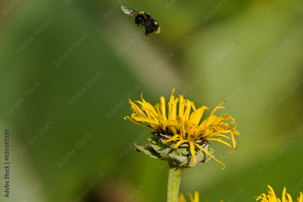 Bumblebee flying away from an alant flower
