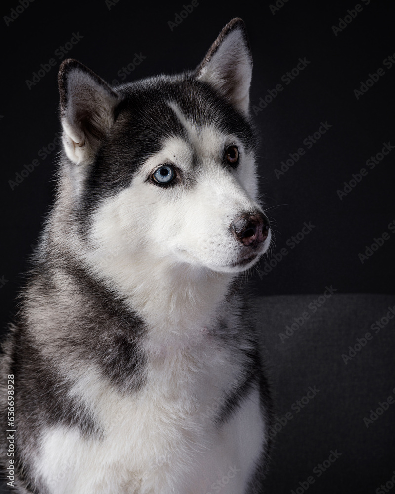 Professional portrait of a Siberian husky dog in the studio