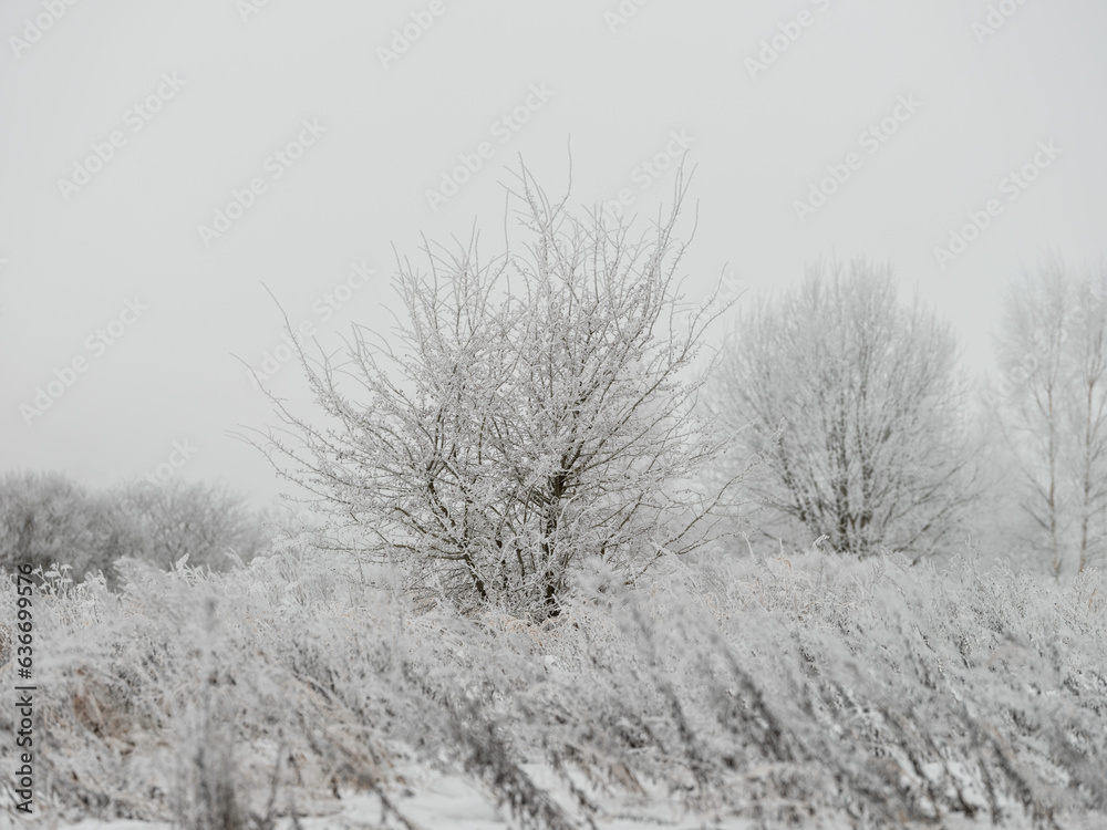 Foggy tree trunks amd branches in winter mist Foggy tree trunks amd branches in winter mist