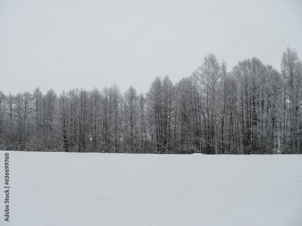 Foggy tree trunks amd branches in winter mist Foggy tree trunks amd branches in winter mist