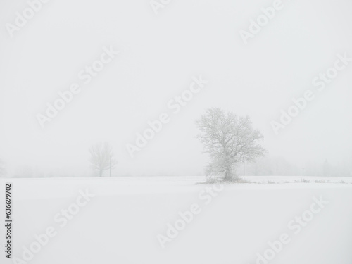 Foggy tree trunks amd branches in winter mist