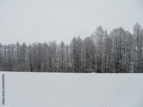 Foggy tree trunks amd branches in winter mist © Martins Vanags