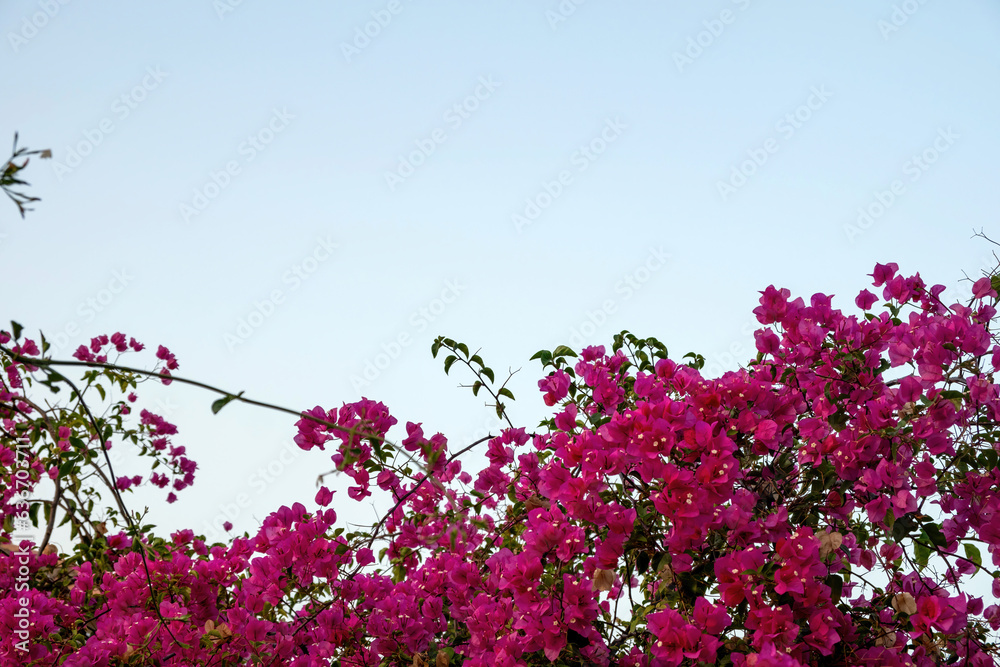 Blooming bougainvillea flower magenta color blue sky background. Thorny tree shrub vine. Copy space