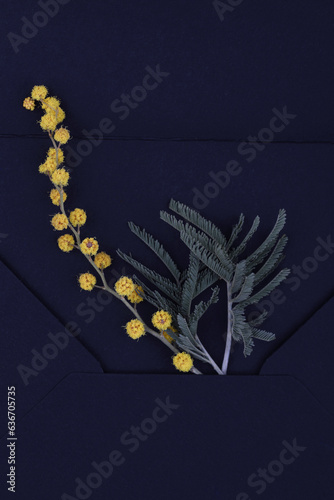 Stylish mimosa flowers flat lay on white background with space for text. 8 march. Happy womens day and Happy Mothers day greeting card template. Beautiful blooming mimosa. Hello spring