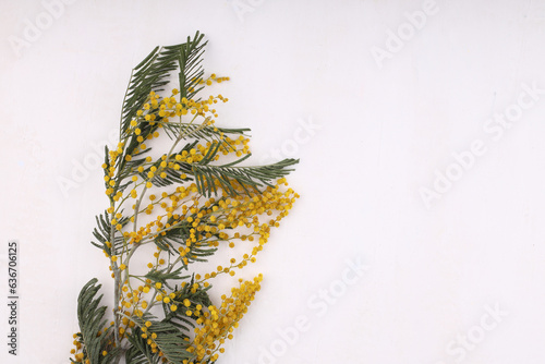 Stylish mimosa flowers flat lay on white background with space for text. 8 march. Happy womens day and Happy Mothers day greeting card template. Beautiful blooming mimosa. Hello spring