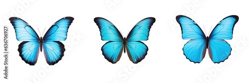 Blue butterfly alone on transparent background © TheWaterMeloonProjec