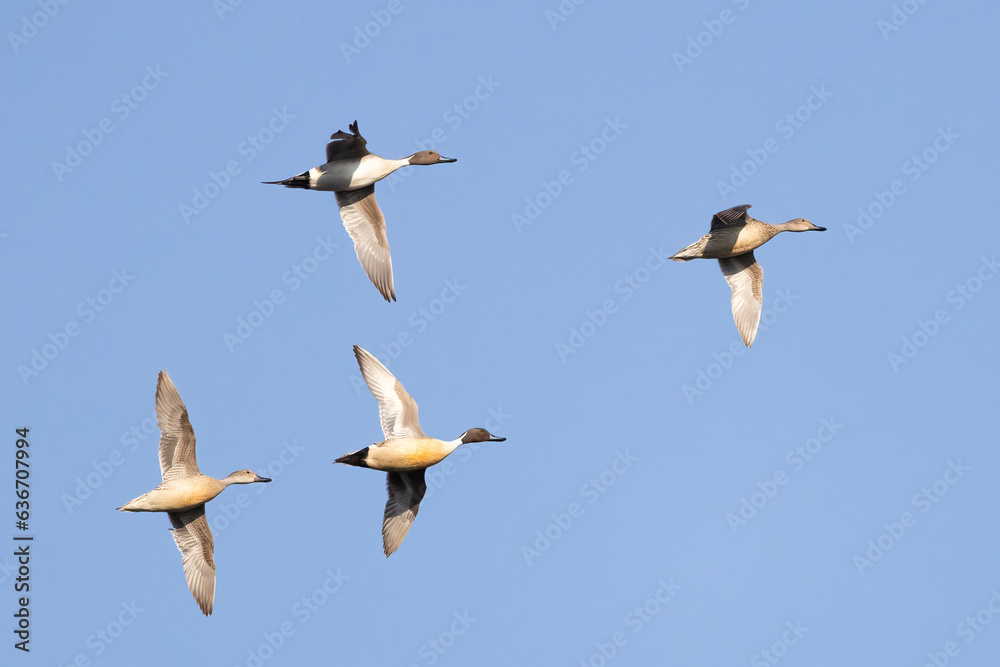 Fototapeta premium northern pintail duck