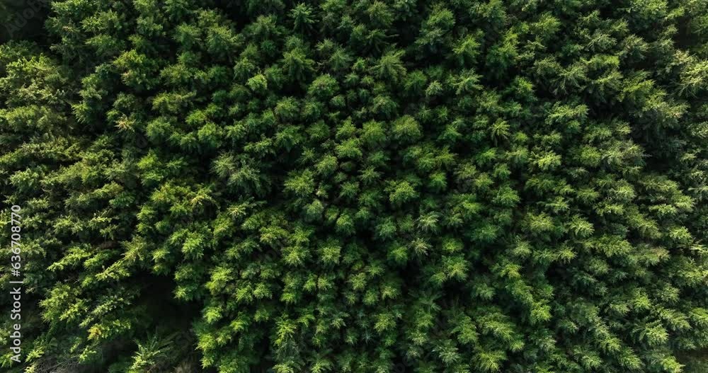 Forest from above.