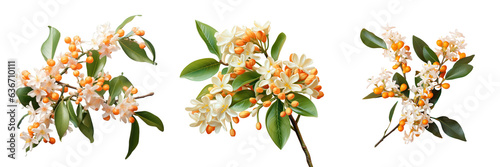 Sweet Osmanthus fragrans orange flowers against a transparent background