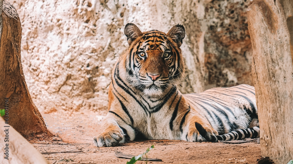 The tiger lying in the cave stared with awe-inspiring eyes The tiger lying in the cave stared with awe-inspiring eyes