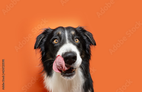 Obraz na płótnie hungry puppy dog eating