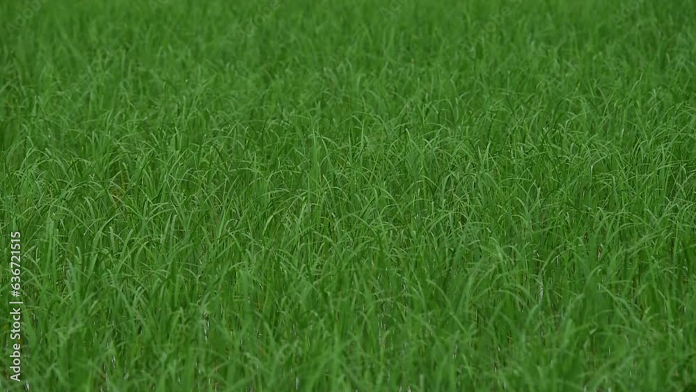 Very green fresh, Rice field in the countryside is very relaxing in holiday. Very green fresh, Rice field in the countryside is very relaxing in holiday.