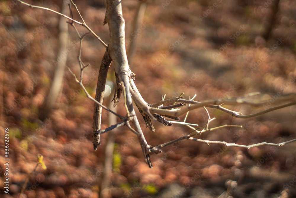 Woody branches pointing downwards in autumn Woody branches pointing downwards in autumn