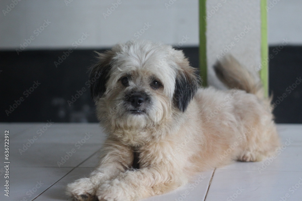Cute Shih Tzu dog daydreaming on the floor Cute Shih Tzu dog daydreaming on the floor