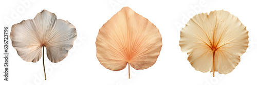 Clipped lotus leaf isolated on transparent background