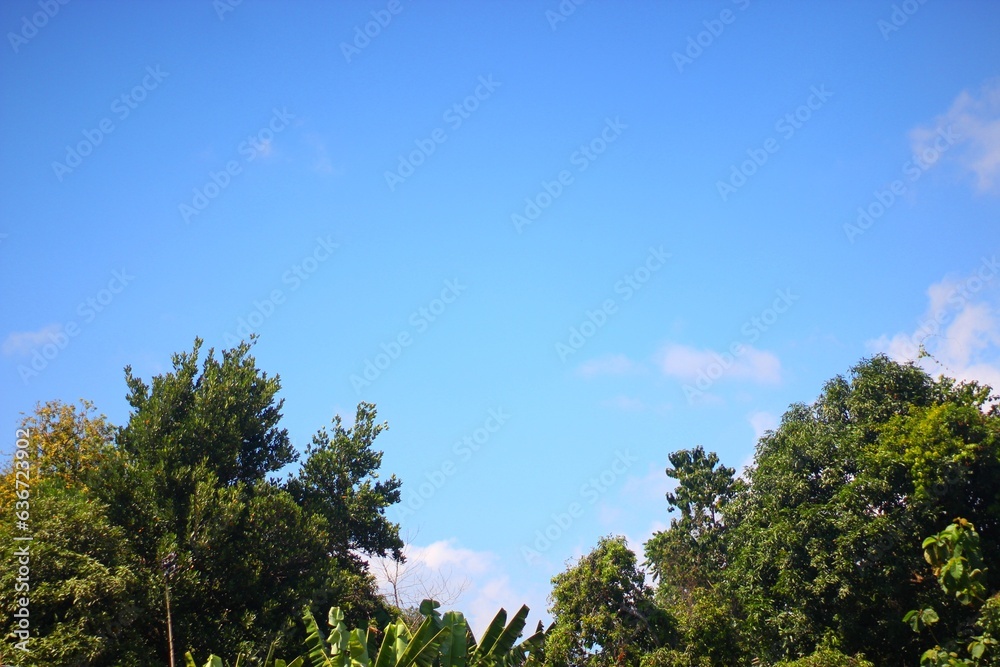 Tree with clear blue sky