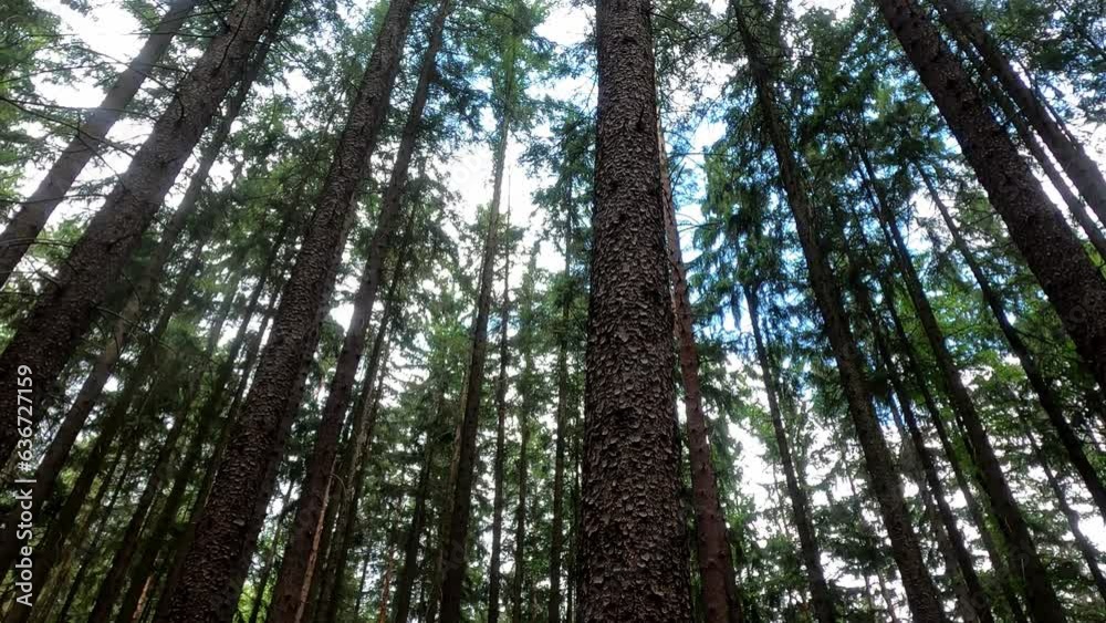 Low angle of trees in a forest under a blue cloudy sky Low angle of trees in a forest under a blue cloudy sky