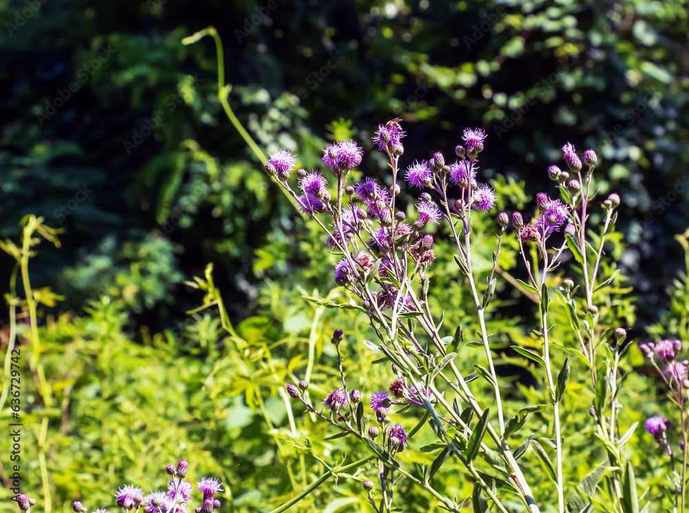Fototapeta premium A purple Carduus Acanthoide flower. Also known as a spiny plumeless thistle.