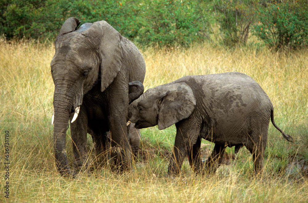 Eléphant d'Afrique, Loxodonta africana, Parc national de Masai Mara, Kenya