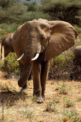 Eléphant d'Afrique, Loxodonta africana, Parc national de Samburu, Kenya © JAG IMAGES
