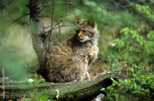 Photography Chat sauvage, Felis silvestris