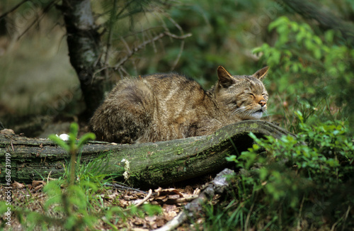 Chat sauvage, Felis silvestris photo