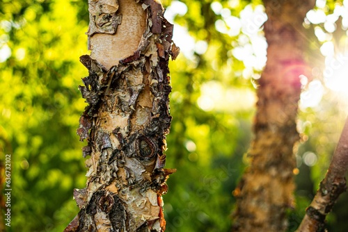Fotografie Beautiful shot of sun rays shining through shaggy tree trunks