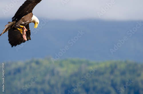 North American bald eagles hunting and scavaging on the pacific northwest island of Alert Bay, BC photo