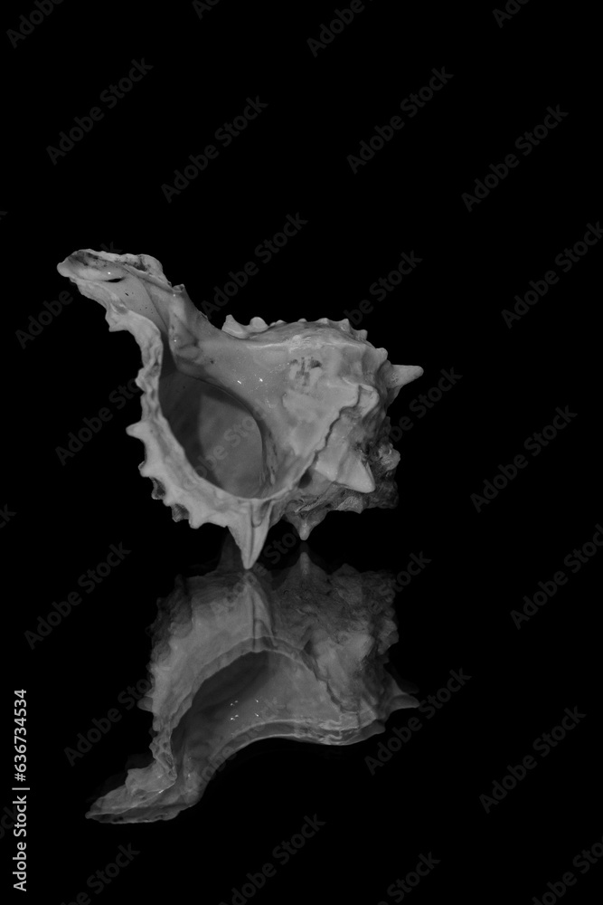 shell on black shell on black