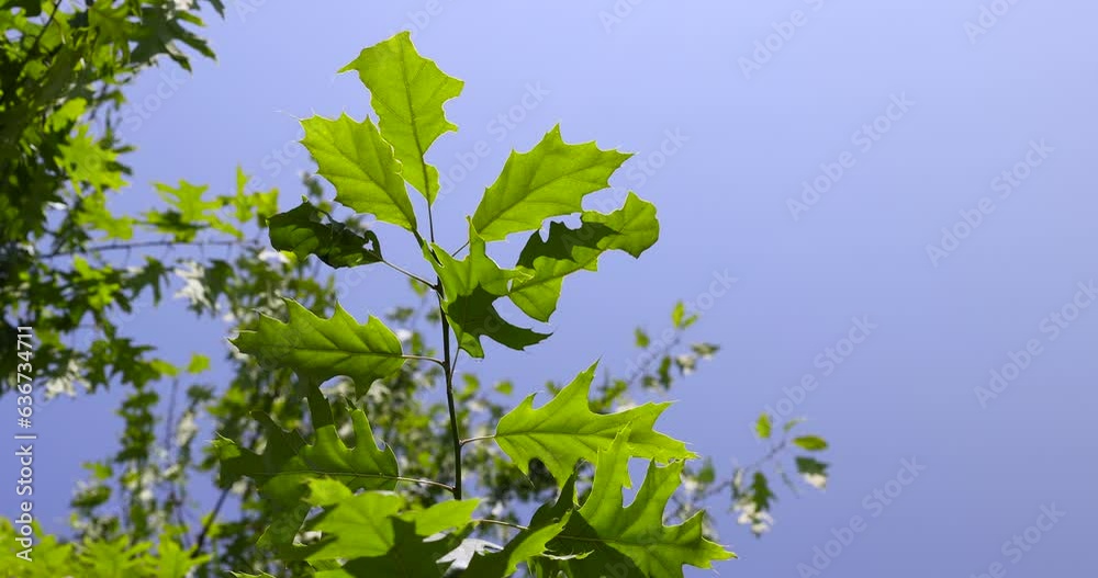 old oak with green foliage in summer, beautiful foliage on an oak tree in sunny weather old oak with green foliage in summer, beautiful foliage on an oak tree in sunny weather