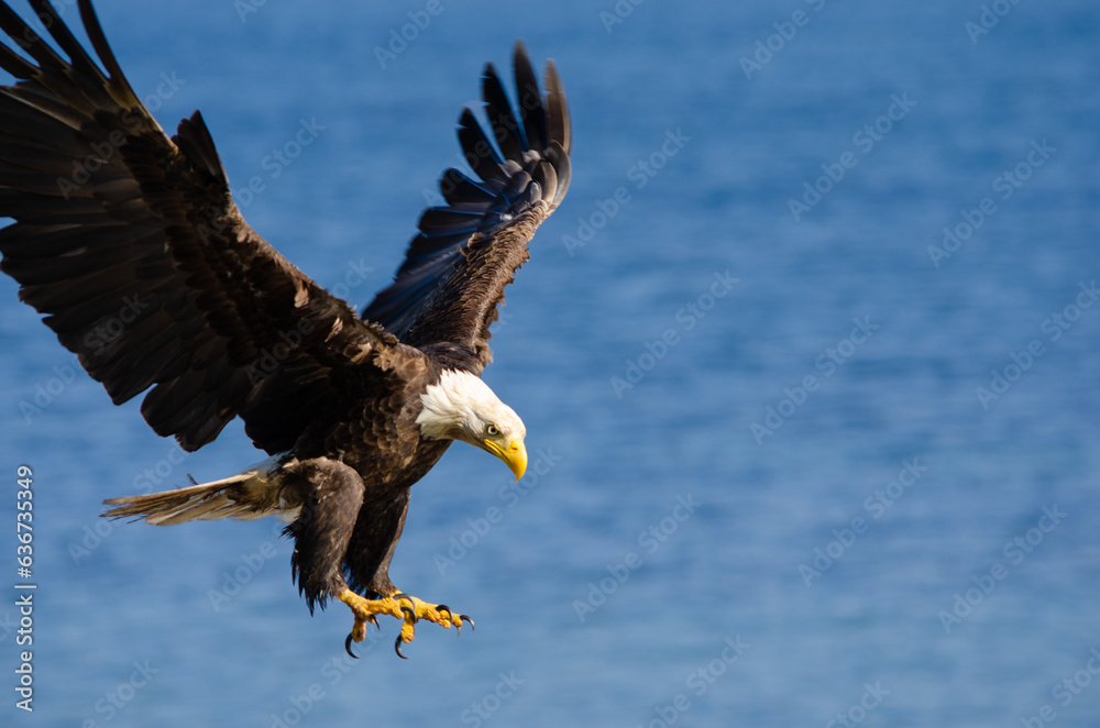 Fototapeta premium North American bald eagles hunting and scavaging on the pacific northwest island of Alert Bay, BC