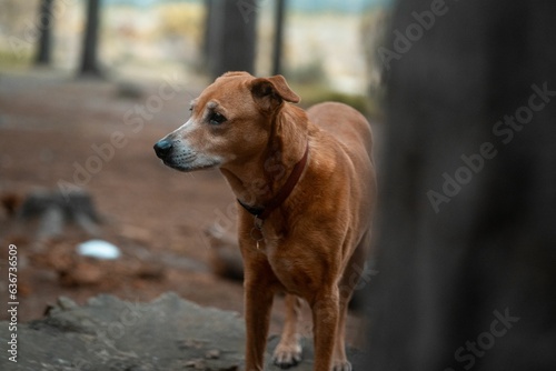 Brown dog standing on a dry, dusty ground in a rural setting