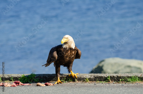 North American bald eagles hunting and scavaging on the pacific northwest island of Alert Bay, BC photo