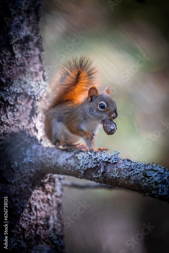 squirrel on a tree eating a nut