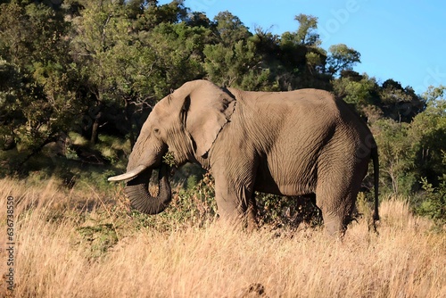 Elephant enjoying his lunch